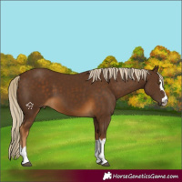 Horse Color:Chocolate Palomino 
