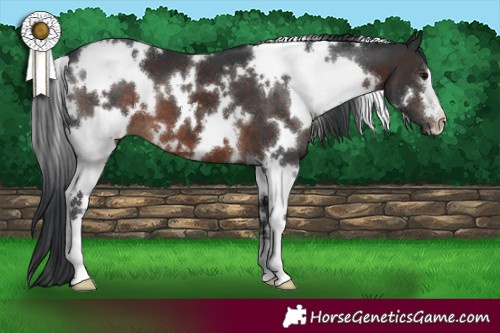 Horse Color:White Spotted Brown 