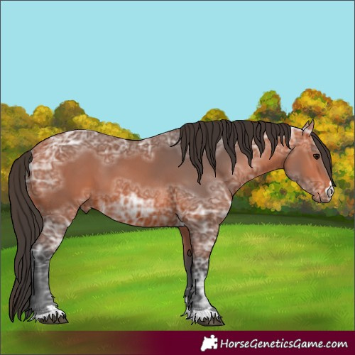 Horse Color:Bay Ice 