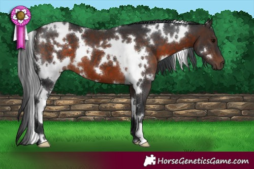 Horse Color:White Spotted Brown 