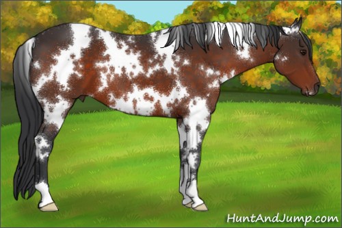 Horse Color:White Spotted Brown 