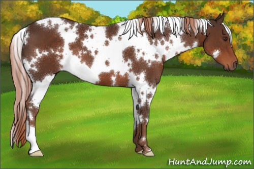 Horse Color:White Spotted Liver Chestnut 