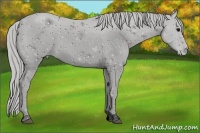 Horse Color:ERROR: UNKNOWN ANOMALY