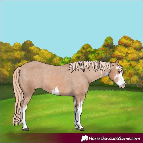 Horse Color:White Spotted Chestnut Appaloosa 
