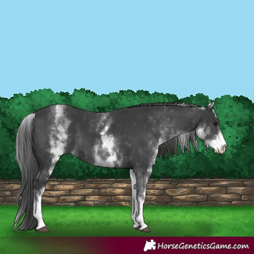 Horse Color:White Spotted Black