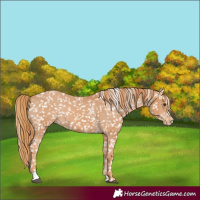 Horse Color:Chestnut Appaloosa 