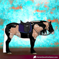 Horse Color:Silver Bay Ice Splash Tobiano 