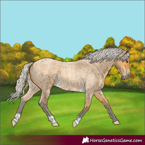 Horse Color:Silver Buckskin Roan 