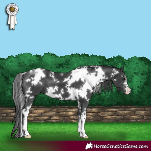 Horse Color:White Spotted Black 