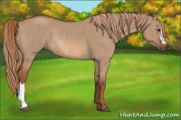 Horse Color:Red Dun Rabicano