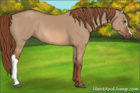 Horse Color:Red Dun Rabicano 
