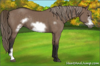 Horse Color:Liver Red Dun Frame Rabicano