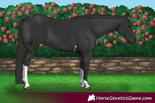 Horse Color:Liver Chestnut Tobiano 