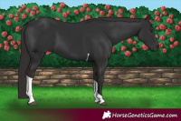 Horse Color:Liver Chestnut Tobiano 