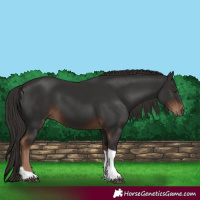 Horse Color:Liver Chestnut Tobiano 