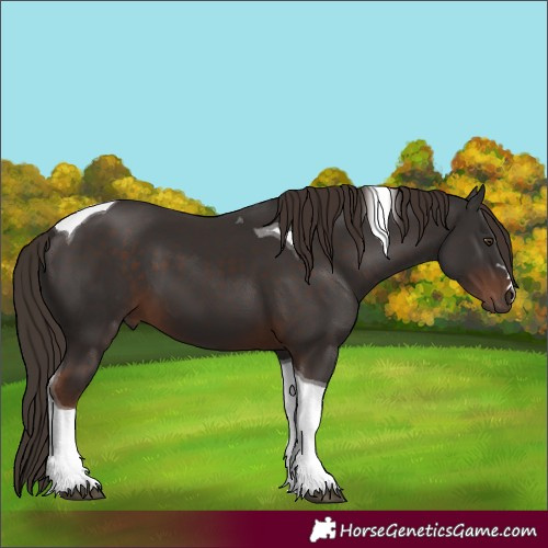 Horse Color:Liver Chestnut Tobiano 