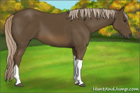 Horse Color:Chocolate Palomino Tobiano 