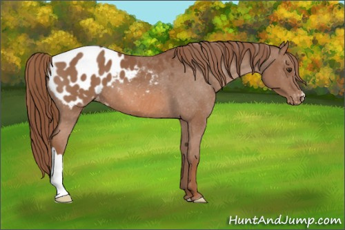Horse Color:Chestnut Appaloosa 