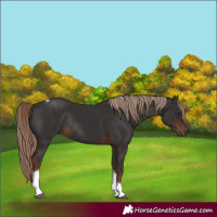 Horse Color:Unknown 