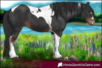 Horse Color:Liver Chestnut Tobiano 