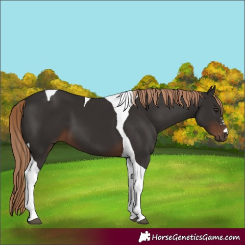 Horse Color:Liver Chestnut Tobiano 