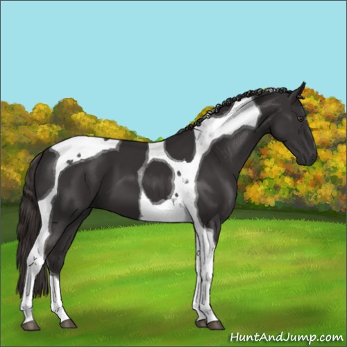 Horse Color:Liver Chestnut Tobiano 