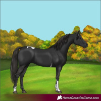 Horse Color:Liver Chestnut Tobiano