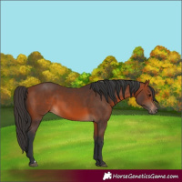 Horse Color:Bay 