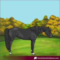 Horse Color:Black 