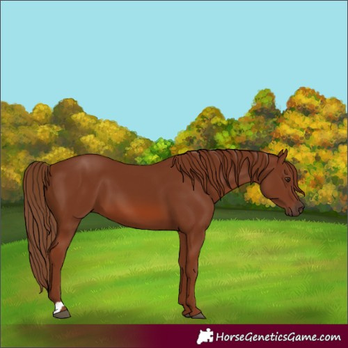 Horse Color:Chestnut 