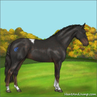 Horse Color:Liver Chestnut Tobiano