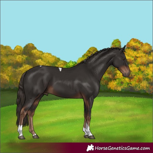 Horse Color:Liver Chestnut Tobiano 