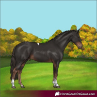 Horse Color:Liver Chestnut Tobiano 