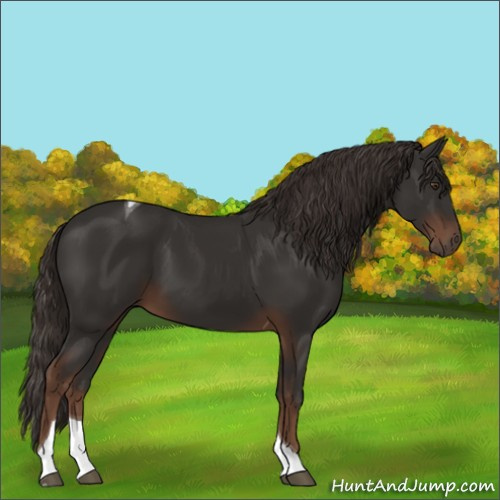 Horse Color:Liver Chestnut Tobiano