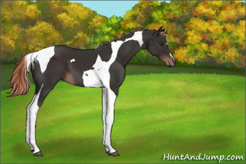 Horse Color:Liver Chestnut Tobiano 