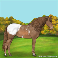 Horse Color:Chestnut Appaloosa