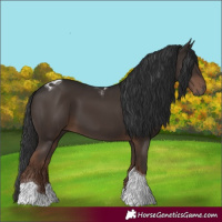 Horse Color:Liver Chestnut Tobiano