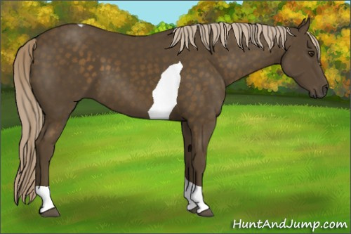 Horse Color:Chocolate Palomino Tobiano 