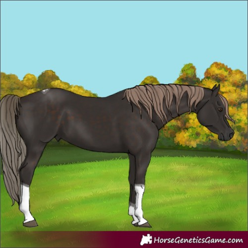 Horse Color:Liver Chestnut Tobiano