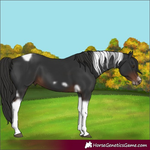 Horse Color:Liver Chestnut Tobiano Frame 