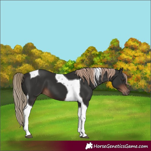 Horse Color:Liver Chestnut Tobiano 