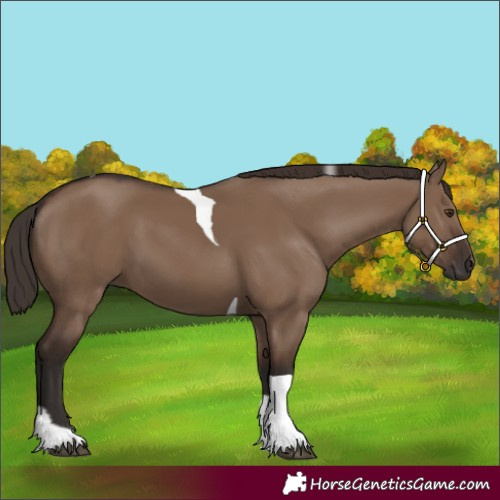Horse Color:Liver Red Dun Tobiano 