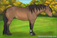 Horse Color:Buckskin Sabino