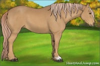 Horse Color:Palomino