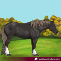 Horse Color:Liver Chestnut Tobiano 