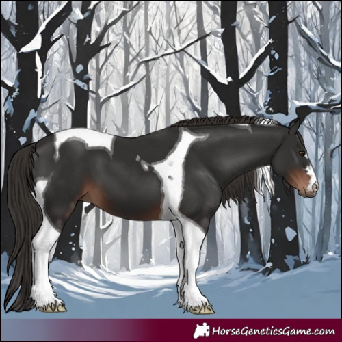 Horse Color:Liver Chestnut Tobiano