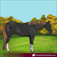 Horse Color:Liver Chestnut Tobiano 