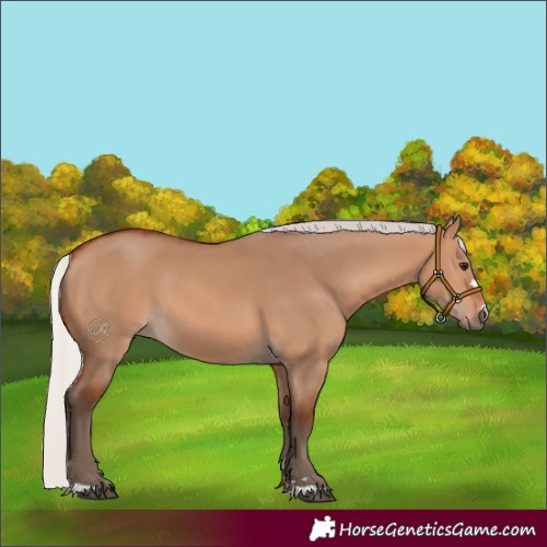 Horse Color:Silver Bay Dun 