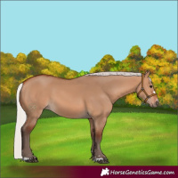 Horse Color:Silver Bay Dun 