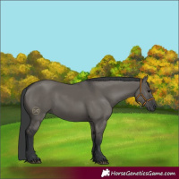 Horse Color:Grullo Rabicano 